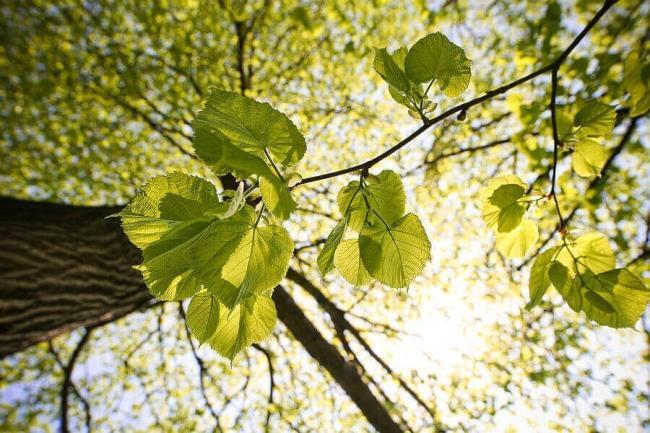wald