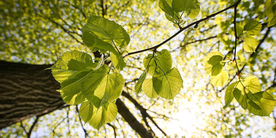 wald